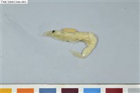 藏品(正櫻蝦)的圖片